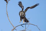 northern hawk owl 021724_MG_7905 