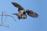 northern hawk owl 021724_MG_7910 