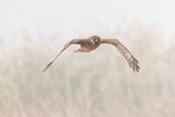 northern harrier 090323_MG_6019 