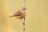 palm warbler 090423_MG_9938 