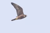 peregrine falcon 082723_MG_1482 