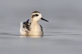 red-necked phalarope 082723_MG_1303 