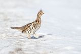 ruffed grouse 020324_MG_9984 