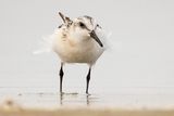 sanderling 091723_MG_5348 