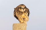 short-eared owl 111322_MG_3812 