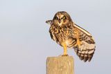 short-eared owl 111322_MG_3838 