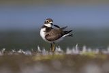 semipalmated plover 082023_MG_7572 