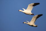snow goose 092423_MG_1128 