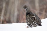 spruce grouse 021724_MG_5607 