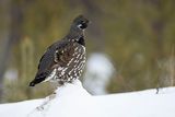 spruce grouse 021724_MG_5902 