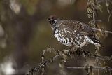 spruce grouse 021724_MG_6358 