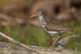 spotted sandpiper 052823_MG_2441 