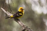 western tanager 071523_MG_6054 