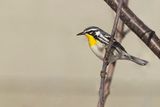 yellow-throated warbler 102923_MG_1053 