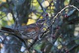 Redwing, RSPB Loch Lomond, Clyde