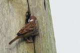 Tree Sparrow, near Croftamie, Clyde
