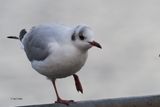 Black-headed Gull, Hogganfield Loch, Clyde