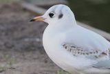 Black-headed Gull, Hogganfield Loch, Clyde