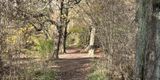 The Chestnut Walk at RSPB Barons Haugh