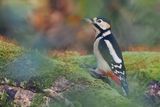 Great Spotted Woodpecker, RSPB Loch Lomond, Clyde
