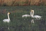 Whooper Swans, RSPB Loch Lomond, Clyde