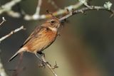 Stonechat, Ring Point-RSPB Loch Lomond, Clyde