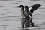 Smew, Hogganfield Loch, Glasgow