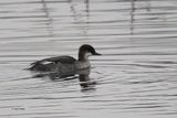 Smew, Hogganfield Loch, Glasgow