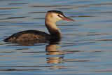 Great Crested Grebe, Hogganfield Loch, Glasgow