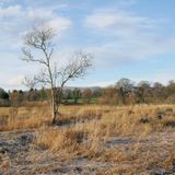 Aber Bog, RSPB Loch Lomond