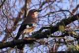 Jay, Ring Wood, RSPB Loch Lomond