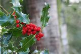 Holly berries, Ring Wood, RSPB Loch Lomond