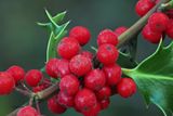 Holly berries, Ring Wood, RSPB Loch Lomond