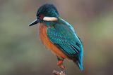 Kingfisher, Heritage Park-East Kilbride, Clyde