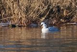 Smew, Castle Semple Loch, Clyde