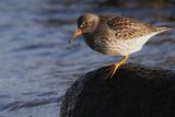 Purple Sandpiper, Balcomie, Fife