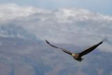 White-tailed Eagle, RSPB Loch Lomond, Clyde