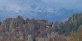White-tailed Eagle, RSPB Loch Lomond, Clyde