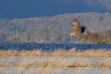 White-tailed Eagle, RSPB Loch Lomond, Clyde