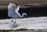 Little Egret, Gruggies Burn-Dumbarton, Clyde