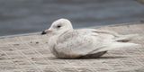 Iceland Gull, Strathclyde CP, Clyde