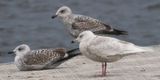 Iceland Gull, Strathclyde CP, Clyde