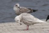 Iceland Gull, Strathclyde CP, Clyde