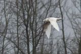 Iceland Gull, Strathclyde CP, Clyde