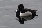Ring-necked Duck, Forth & Clyde Canal basin, Glasgow