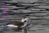 Long-tailed Duck, Lomond Shores-Balloch, Clyde
