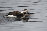 Long-tailed Duck, Lomond Shores-Balloch, Clyde
