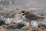 Ringed Plover, Loch Indaal, Islay