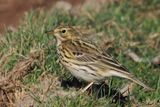 Meadow Pipit, RSPB Loch Lomond, Clyde