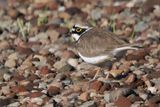 Little Ringed Plover, Clyde